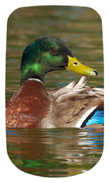 DAROYAL 308 Duck Mallard